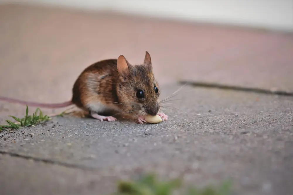 Ratón comiendo en una vereda