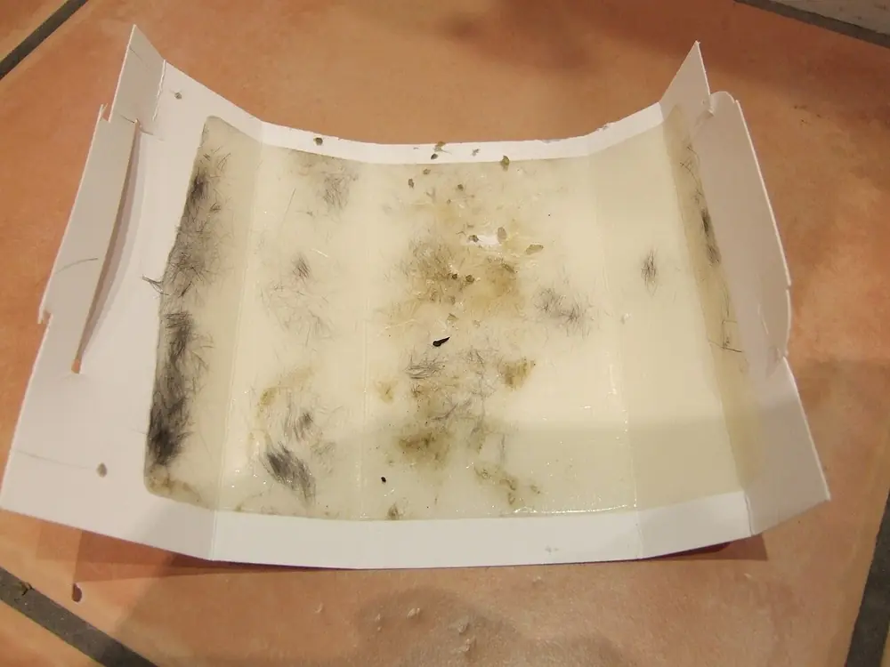 Trampa adhesiva de monitoreo con insectos y pelos atrapados