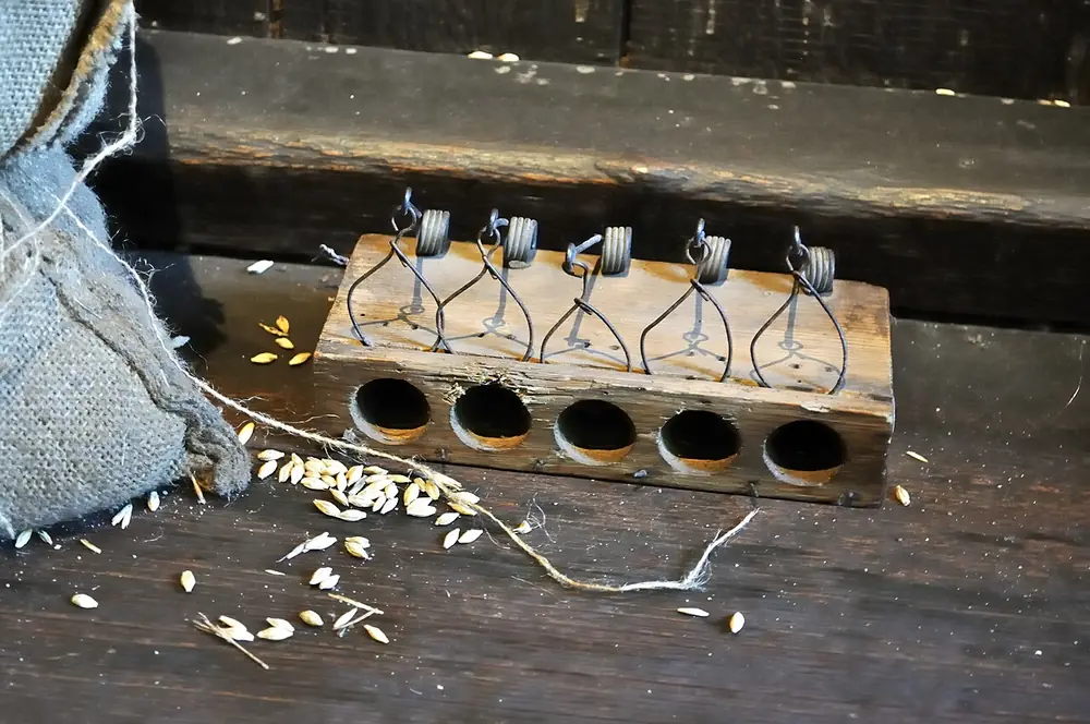 Trampa de madera con cinco resortes junto a granos